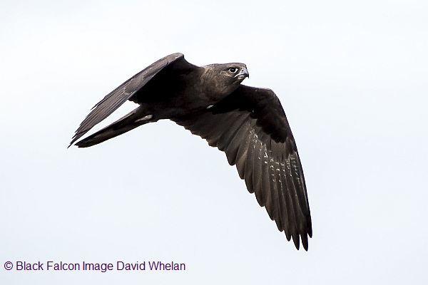 Black Falcon